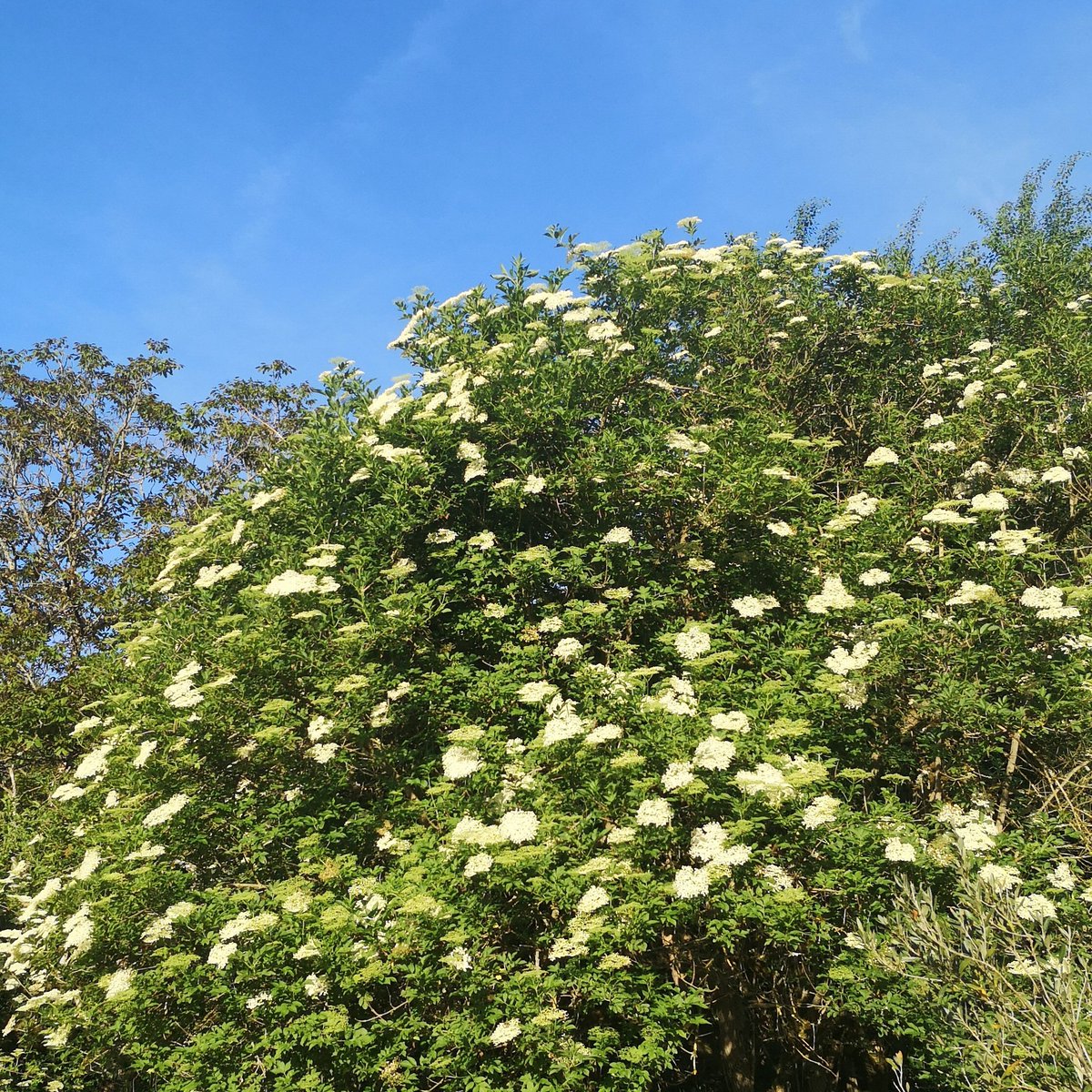 Le Père l'Amer tweet media