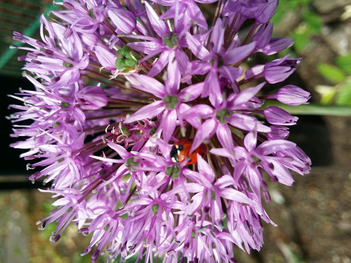 Brookside Students tweet media