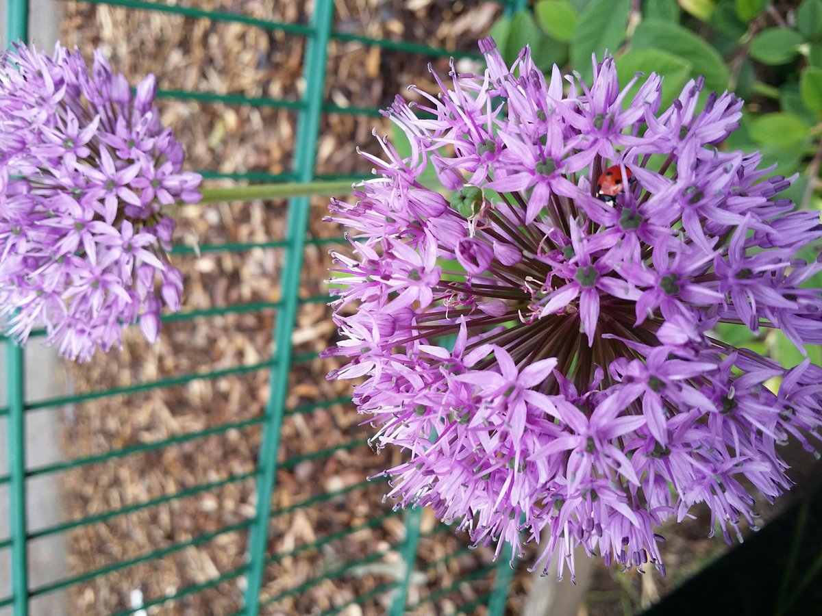 Our flowers are in full bloom here at Brookside if any of our students fancy having a picnic in our garden or just want to have some fresh air please come into the office and we will give you the gate code.