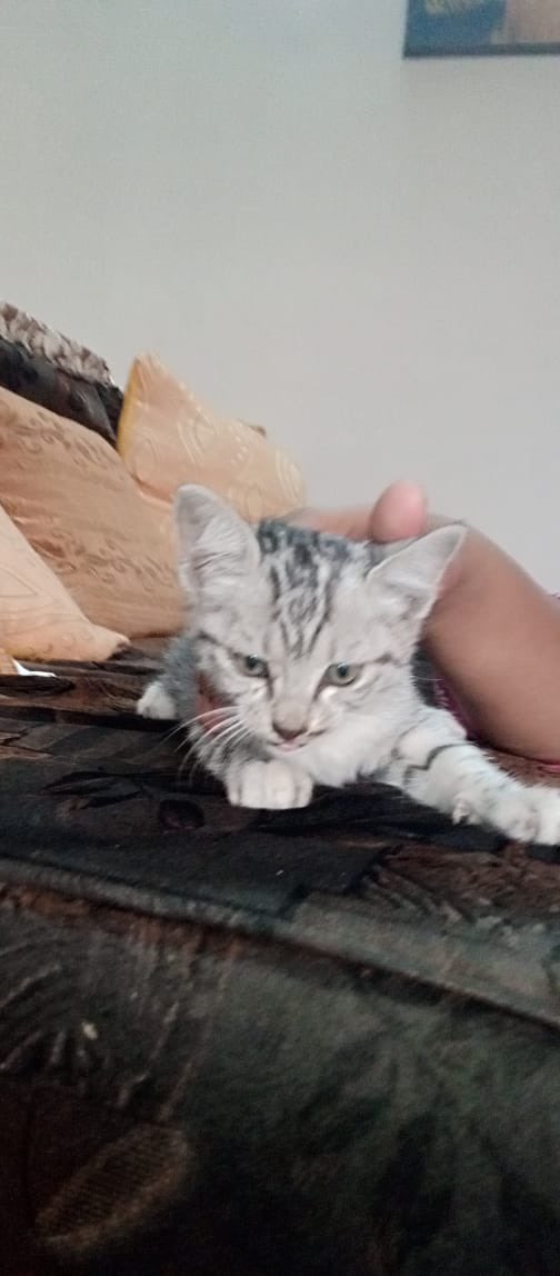 letssavewelfare's tweet photo. Urgent adoption required for 8 week old kitten
Islamabad Rawalpindi
+92 306 5056573 https://t.co/TZtGcbNxLI