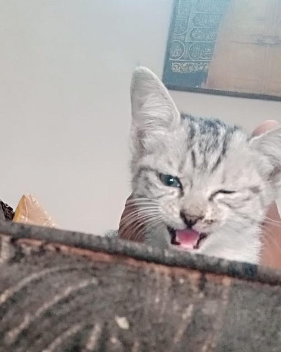letssavewelfare's tweet photo. Urgent adoption required for 8 week old kitten
Islamabad Rawalpindi
+92 306 5056573 https://t.co/TZtGcbNxLI