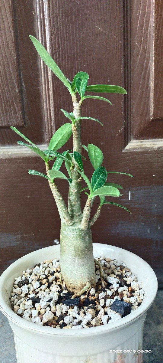 OmerKhaliq1's tweet photo. Adenium Arabicum
#desertrose 
#AdeniumArabicum
#Bonsai 
#flowers https://t.co/hBgtE8rtd7