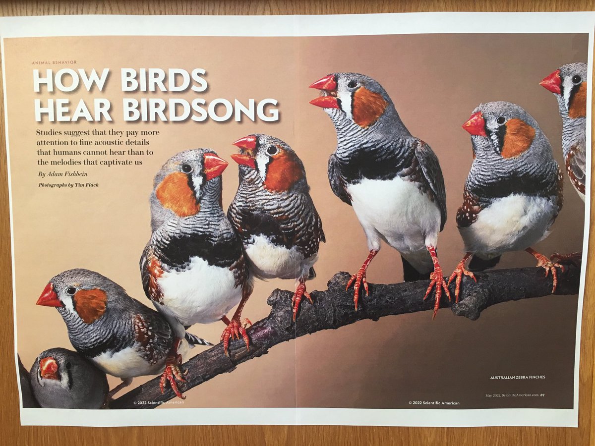 WycliffeLibrary's tweet photo. From the May issue of Scientific American which you can read online via the QR code on the display in the library. May is great month to listen to the #dawnchorus #rspb https://t.co/XuErAq23RI