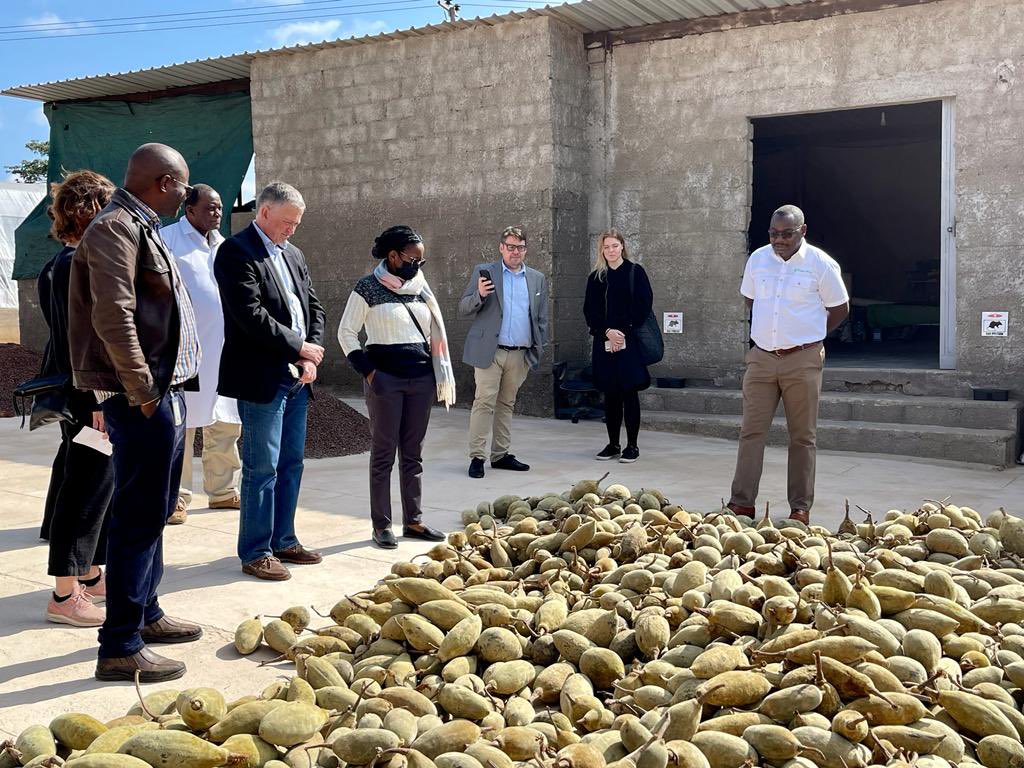 SwedeninZM's tweet photo. Our 🇸🇪 visitors led by DG @AndersAhnlid NBT @Kommerskoll yesterday met the 🇿🇲 company Forest Africa Zambia, supported by #Sweden @Sida through @TechnoServe 

The company produces Mabuyu juice from the Baobab fruit.

#TradeWeek 🇸🇪🇿🇲🇪🇺
#SweZam🇸🇪🇿🇲 https://t.co/gnXrq5v0X6