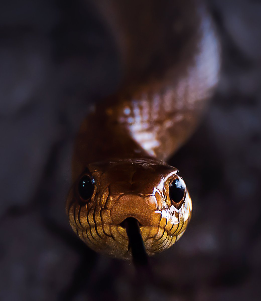 Arijit Mondal tweet media