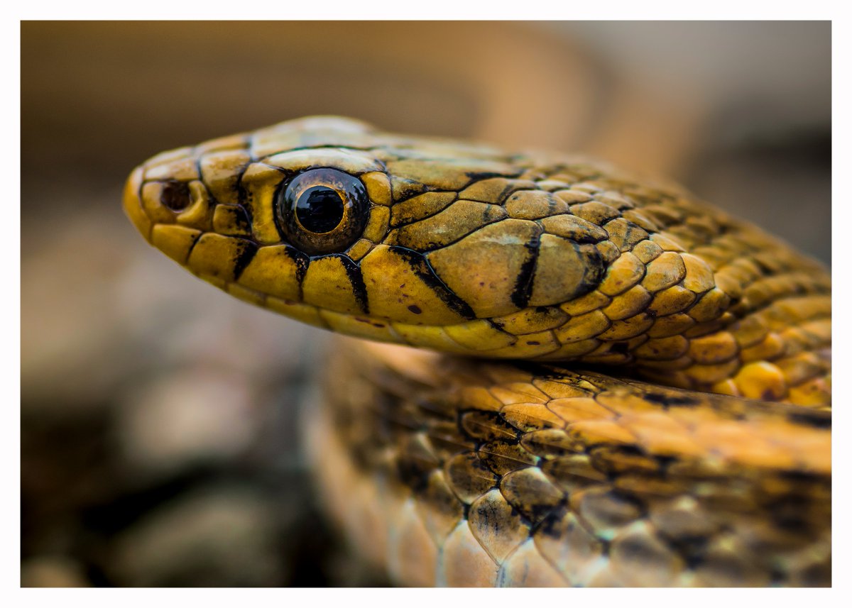 Arijit Mondal tweet media