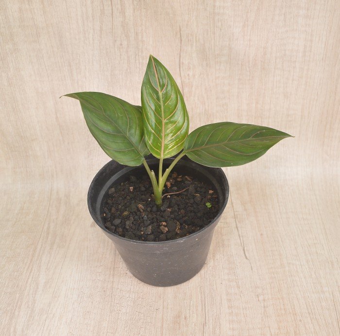ManfaatTaman's tweet photo. Coba cek ini, deh: "Tanaman Hias Aglonema Rotundum" Rp12.000 di toko Taman Manfaat Tokopedia. Bisa bebas ongkir, lho.
https://t.co/dP5p1QdcLM #tokopedia https://t.co/gvW91Hg4iR