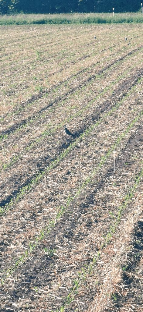 Dank #glyphosat: bei Mais in Direktsaat Diesel, Dünger, Pflanzenschutz und CO2  gespart und jetzt darf man sich noch an 4 Kibitz Brautpaaren erfreuen. Abends ihre Flüge mit dem typischen Pfeifton um den Hof zu beobachten, gibt einem das Gefühl etwas richtig gemacht zu haben.