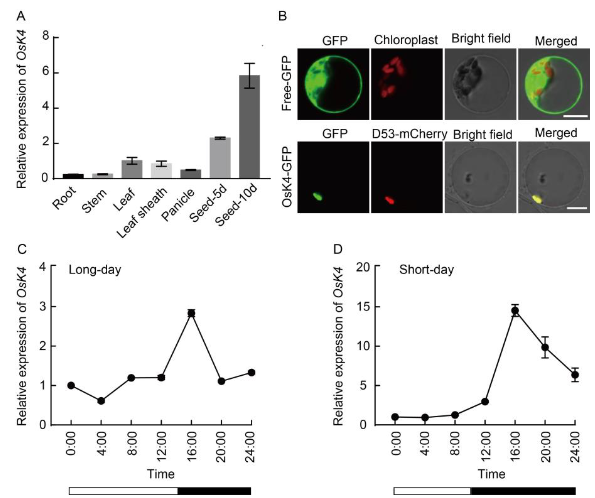 shakeelpbg's tweet photo. #NewResearch ⬇️
I am thrilled 🥳 to share that our latest research entitled "#NRL3 Interacts with #OsK4 to Regulate Heading Date in #Rice" has just got published in Rice Science Journal. 😍🕺🍚
🔓 https://t.co/bsEvIG1LEl 
#الحمدلله 
#FoodSecurity #CRISPR #ZeroHunger #HeadingDate https://t.co/YLgU9aWNAm