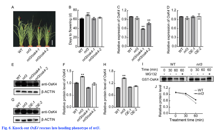 shakeelpbg's tweet photo. #NewResearch ⬇️
I am thrilled 🥳 to share that our latest research entitled "#NRL3 Interacts with #OsK4 to Regulate Heading Date in #Rice" has just got published in Rice Science Journal. 😍🕺🍚
🔓 https://t.co/bsEvIG1LEl 
#الحمدلله 
#FoodSecurity #CRISPR #ZeroHunger #HeadingDate https://t.co/YLgU9aWNAm