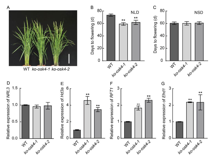 shakeelpbg's tweet photo. #NewResearch ⬇️
I am thrilled 🥳 to share that our latest research entitled "#NRL3 Interacts with #OsK4 to Regulate Heading Date in #Rice" has just got published in Rice Science Journal. 😍🕺🍚
🔓 https://t.co/bsEvIG1LEl 
#الحمدلله 
#FoodSecurity #CRISPR #ZeroHunger #HeadingDate https://t.co/YLgU9aWNAm