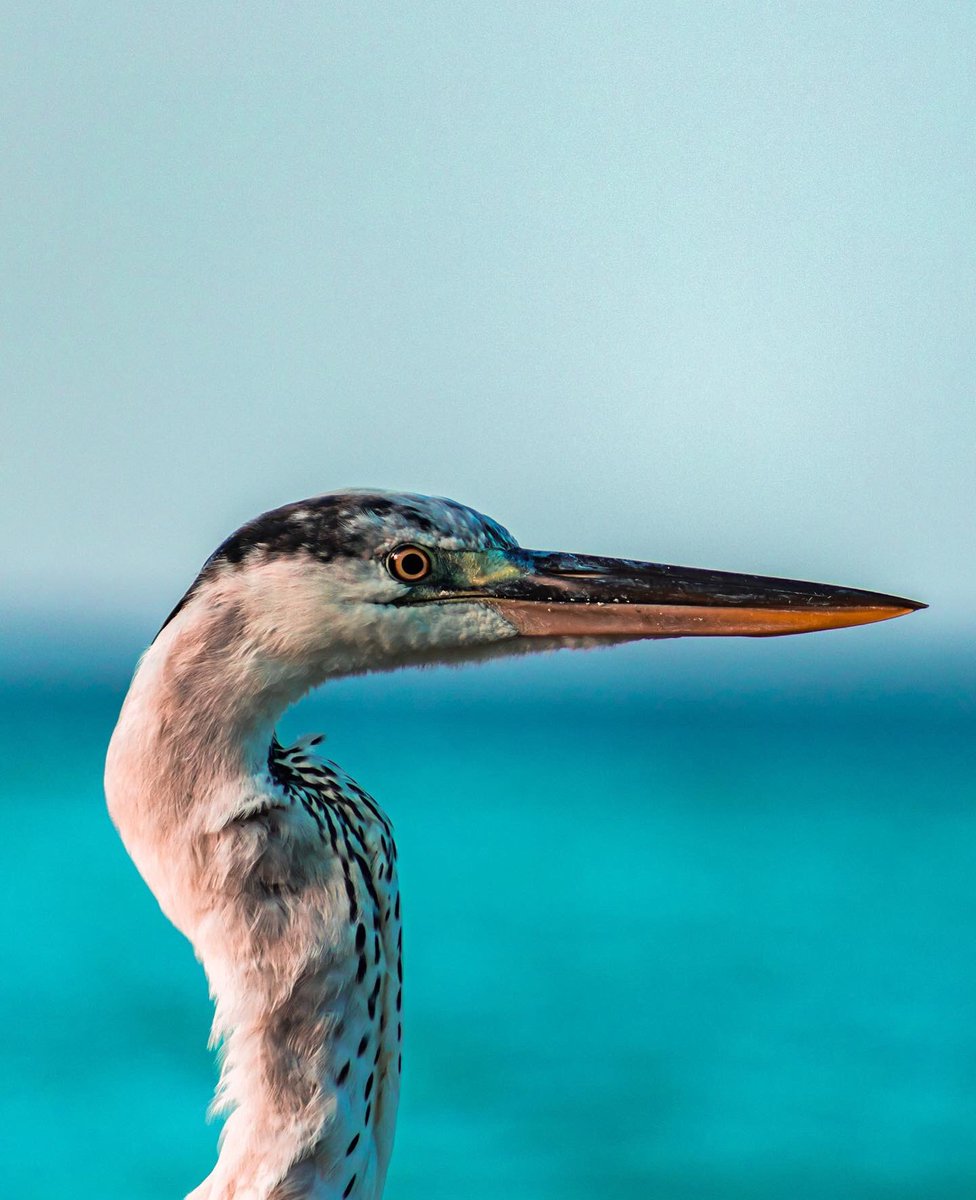 ahmadh_nazim's tweet photo. މާކަނާ  

#madives #nature #birdphotography #photooftheday #shotooncanon #torquise #travel #birdsofinstagram #sea #ocean #bird #birdeye #greyheron https://t.co/WeysGy9RtI
