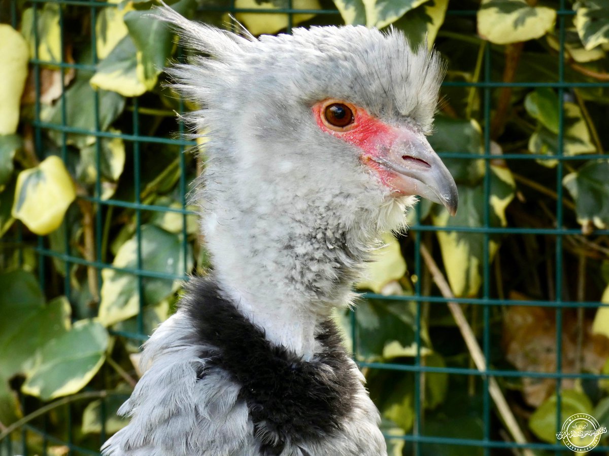 CpPhotography85's tweet image. The Southern Screamer (Yes, Really!) 

Taken At @AmazonaZoo 📸

#SouthernScreamer #crestedscreamer #birds #animalphotography #birdphotography #AmazonaZoo  #wildlifephotography #cromer #StormHour #365DaysWild #zooanimals #zoophotography #WaytoWild

@ThePhotoHour