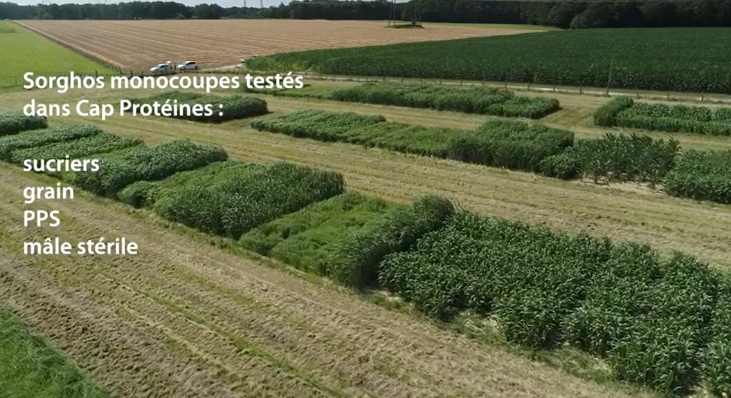 CapProteines's tweet photo. Rentrer des dérobées estivales dans la rotation pour faire face au déficit de pousse des #prairies
#TeffGrass #Lablab #Sorgo #Millet #Moha
🎞️https://t.co/llePacl7Vg https://t.co/2pyVqUQzRG