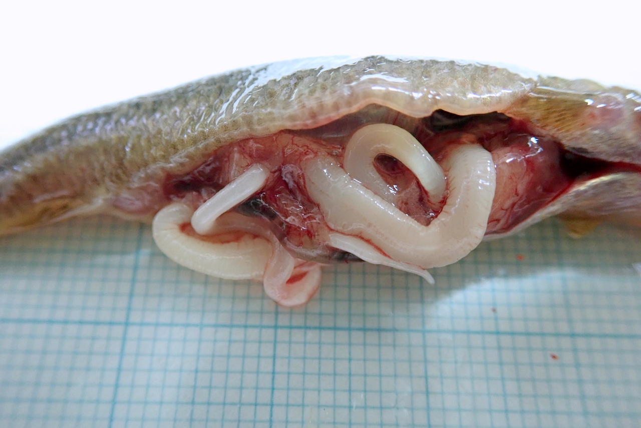 佐々木瑞希 旭川医大寄生虫 Parasitology As Twitter