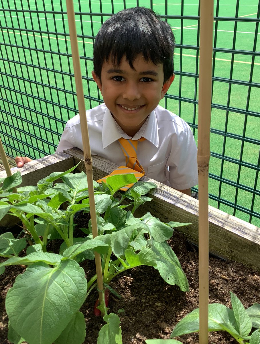 StainesPrepYr1's tweet photo. Beautiful day to head back over to the allotment to see how our seeds were doing #StainesPrepScience ☀️+🌧️=🌱 #StainesPrepLearning  #StainesPrepBeYourBest https://t.co/W7UTzzkJsF