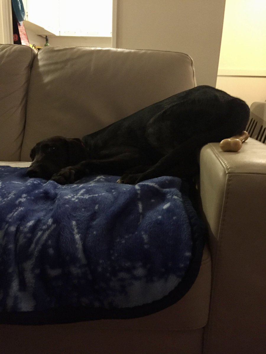 Cleaning up old files on my laptop and came across this great pic - Are you comfy there Stella? #DogsofTwittter #picoftheday