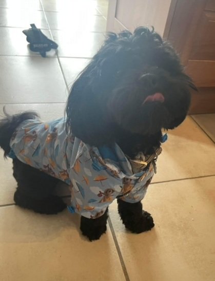 StartLicensing's tweet photo. Nice to see another recruit to @aardman #Wallace &amp; #Gromit #dogsquad - #maltipoo Buzz looking good in his @UrbanPup Wallace &amp; Gromit jacket. Some very smart dogs about ! 
#petaccessories #dogjackets https://t.co/tGwK7HYfrv
