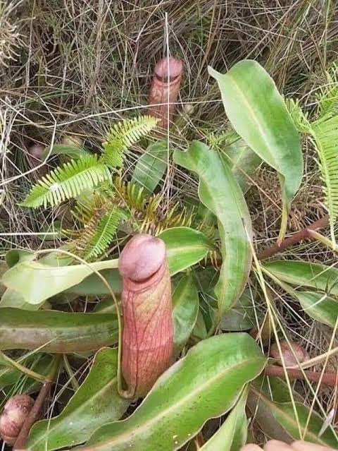 希少な「ペニスみたいな植物」、摘む女性達にカンボジア政府激怒 見た目がペニスっぽい食虫植物「N.Bokorensis」。カンボジア政府は「希少種だから摘まないで」と警告。専門家も「確かにペニス風の外観は見ていて楽しいが、“筒”を傷つけられると餌が取れなくなる」と語る。 
