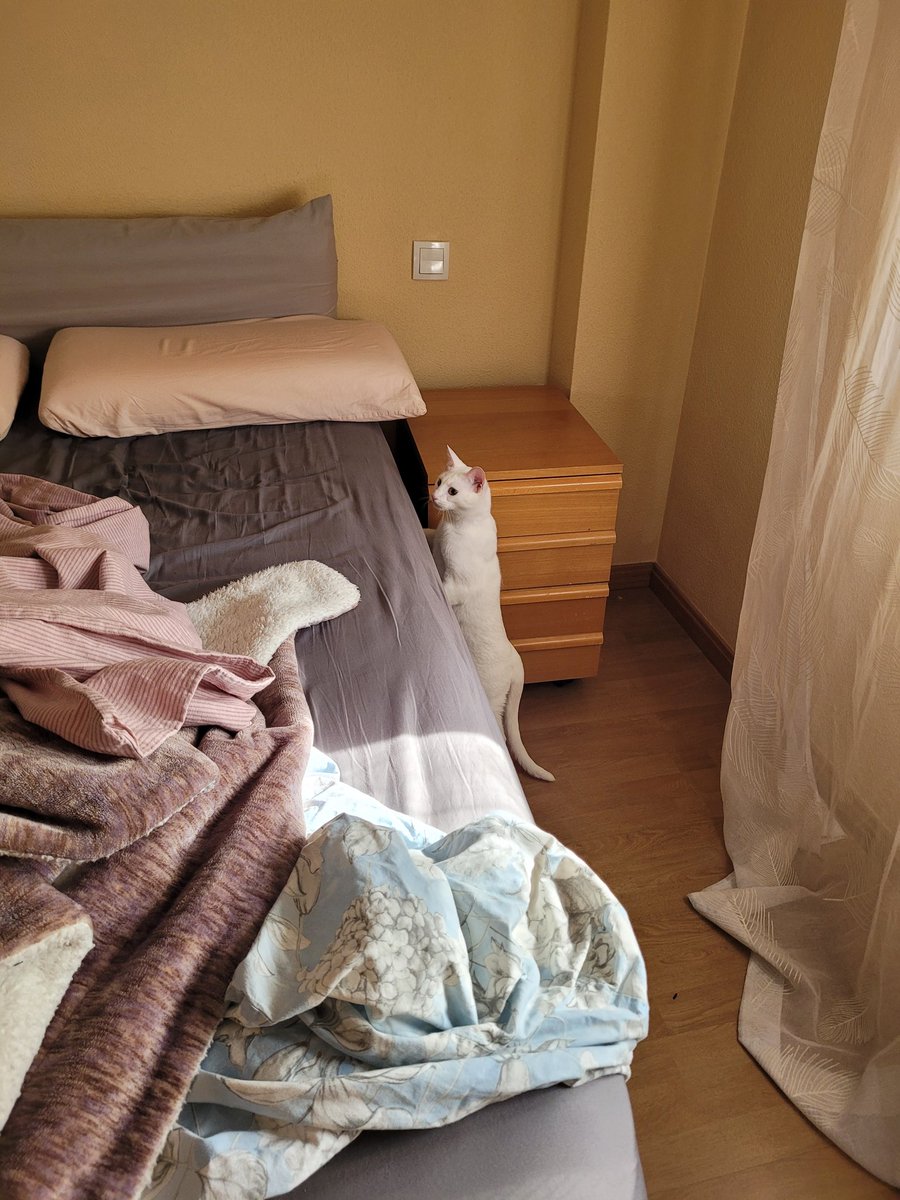 Se nos ha colao el gato del vecino en casa lol