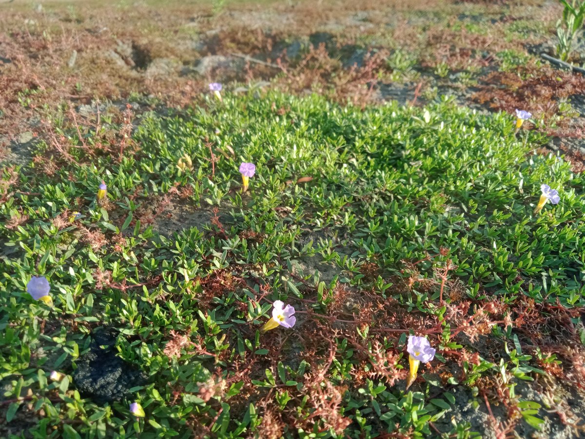 Still finding new plants after seven years of sampling <a href="/FlowMERprogram/">The Flow-MER Program</a>. Excited to find small monkey-flower (Elacholoma prostrata) at Lake Tarwong, Lachlan River @UC_CAWS, <a href="/AlicaTschiersc1/">Alica Tschierschke</a>, <a href="/FionaDyer/">Fiona Dyer</a>
