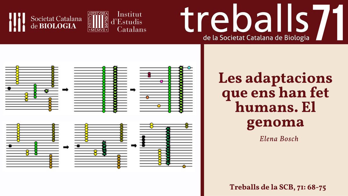 SCB_iec's tweet photo. 📰 “Les adaptacions que ens han fet humans. El genoma”, d’@ElenaBosch8 @IBE_Barcelona 
🔗 https://t.co/DnwuTDpHCw

#TreballsSCB71 @iec https://t.co/HRCJryulig