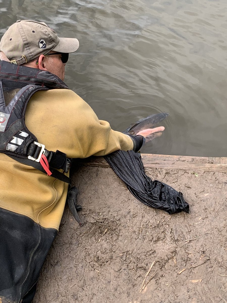 Delighted to spend yesterday with <a href="/EnvAgencyMids/">Environment Agency Midlands</a> &amp; <a href="/UniOfHull/">University of Hull</a> at #SevernHam tagging #TwaiteShad as part of <a href="/SevernUnlocked/">Unlocking the Severn</a>. 

Great to see the tangible benefit the project brings first hand as these beauties make their way upstream to spawn.