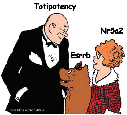 WataKobayashi's tweet photo. Two orphans meet totipotency! (9/n) https://t.co/AO21ZafUoW
