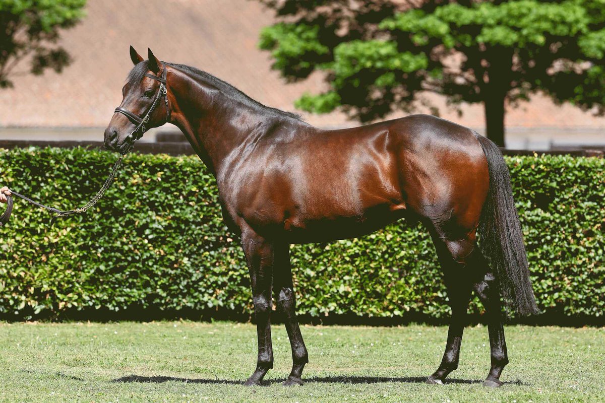 buyanom's tweet photo. Nomination available to…

💫TIME TEST💫

◦LEADING FIRST SEASON SIRE IN 2021 BY BLACK TYPE WINNERS

https://t.co/1Cnyc3HD4S https://t.co/SKqKqlrWi9