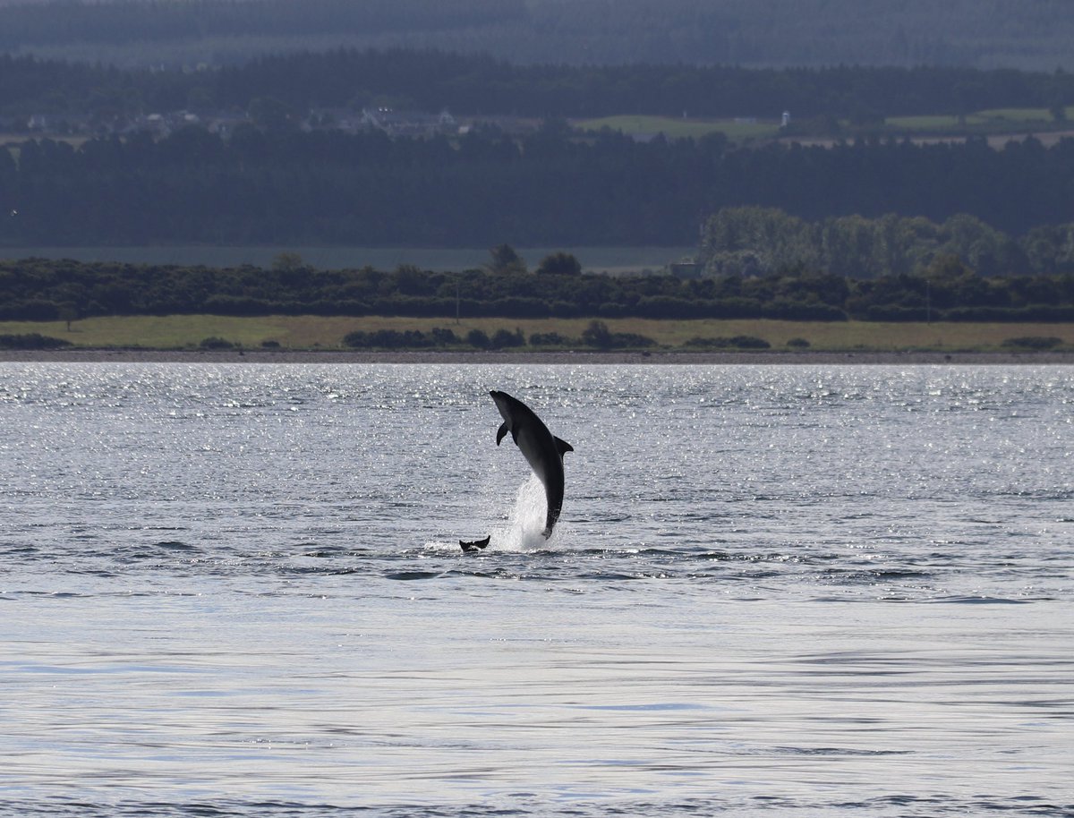 ColinRitchie17's tweet photo. #Dolphins #chanonrypoint https://t.co/sWXBYLzH5b