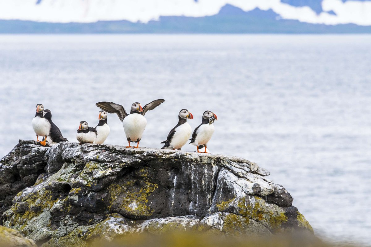 Puffins are usually witnesses on the nearby land, bobbing on the water or flying overhead – the charismatic Puffin is definitely a treat to see in person!
#reykjaviksailors #iceland #boatrip #1hourtrip #ocean #nature #puffin #reykjavik #birdwatching #adventure #familytrip