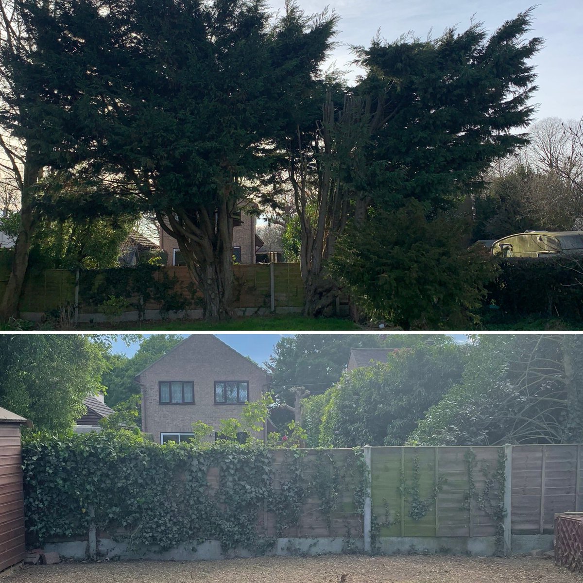 MasonsTree's tweet photo. Wow 🤩 what a difference to our clients garden in #Thorrington, #Essex. https://t.co/nDMWdPYNyI