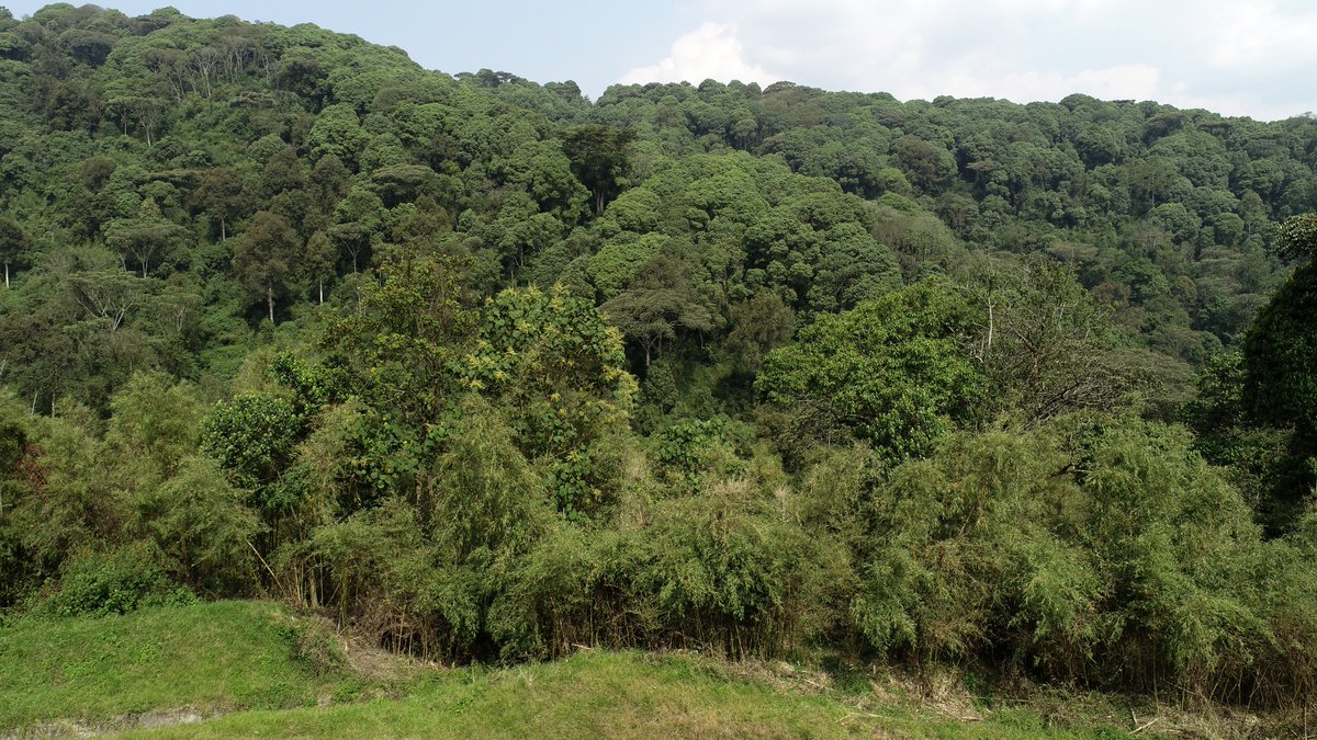 ForestryMgt_MWE's tweet photo. #Forestchat
Forest ecosystem means any natural or semi-natural formation of vegetation whose dominant element is trees, with closed or partially closed canopy, together with the biotic and abiotic environment #Learnforesrty #conserveforests #NFAworks @JulietMubi @nemaug https://t.co/CNzY1AeMft