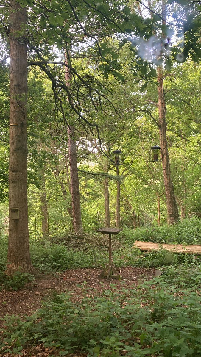GillianWRoberts's tweet photo. Catching my breath in the bird hide on the walk in to work. @ChirkCastleNT #nicecommute https://t.co/4GuUCNpflX