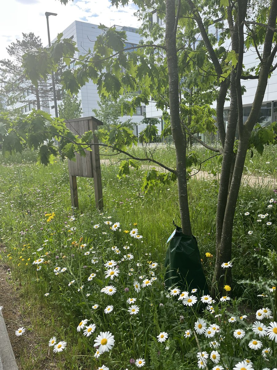 Heute im Büro, was soll ich sagen, tolle Kollegen wunderschöne Grünachse I love #SiemensCampusErlangen