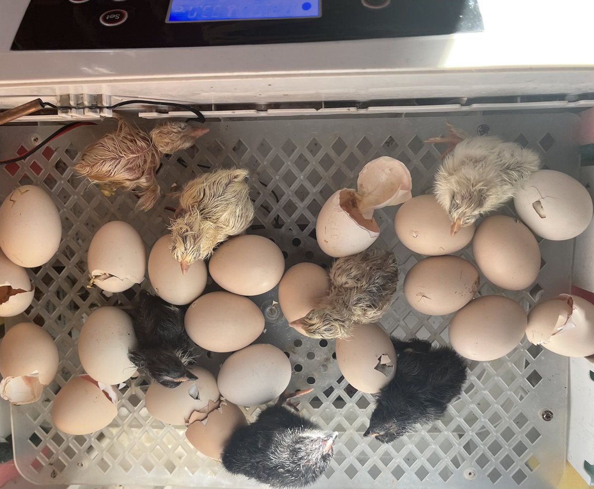 Clare Strange tweet media