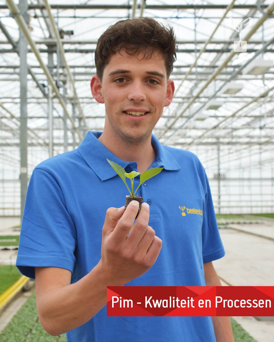 BeekenkampNL's tweet image. Vandaag is Wereld Plantendag! 🌱
Binnen Beekenkamp Plants werkt iedereen voor hetzelfde einddoel, namelijk de beste kwaliteit jonge planten afleveren! En ook al heb je geen groene vingers, binnen ons internationale familiebedrijf zijn volop mogelijkheden. 
lnkd.in/e9Ry74Ju