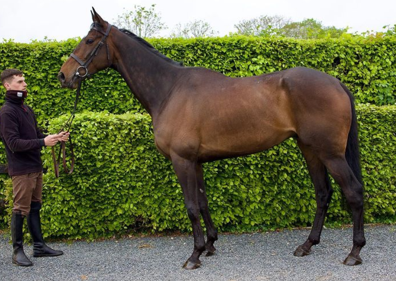 thorough_bid's tweet photo. GRANDERO BELLO - ready for his summer holidays having won the £5,000 #Point2Rules Bonus.

Good luck over fences next season, @HartyRacing and connections. ☀️ 👏 💰 https://t.co/Q0jR3npNEp