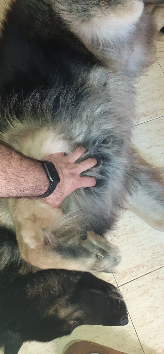 PhyroFire's tweet photo. Bola de pelos buscando atención. Ese es el tweet, sigan con su día https://t.co/az9kmSOqMy