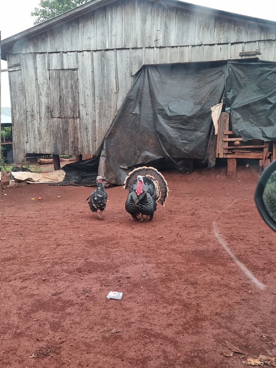 Pedían q aten a los perros para q los censistas puedan llegar tranquilos a las casas!
No, no me atacó ningún perro... Me atacó un pavo malvado!!😑
#crónicasdeuncensista