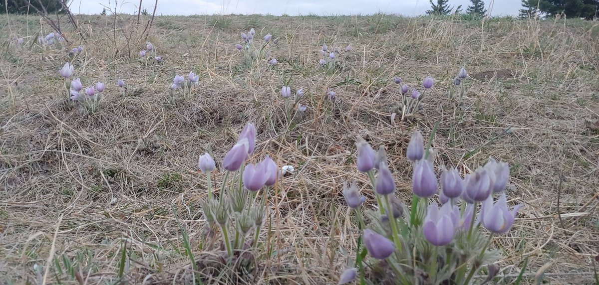 ChelseaPCross's tweet image. Forgot to send this to anyone but luckily @LeishaCBC talking crocus hunting has refreshed my memory. How lucky am I that this is at my local dog park?