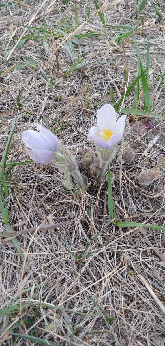 ChelseaPCross's tweet image. Forgot to send this to anyone but luckily @LeishaCBC talking crocus hunting has refreshed my memory. How lucky am I that this is at my local dog park?