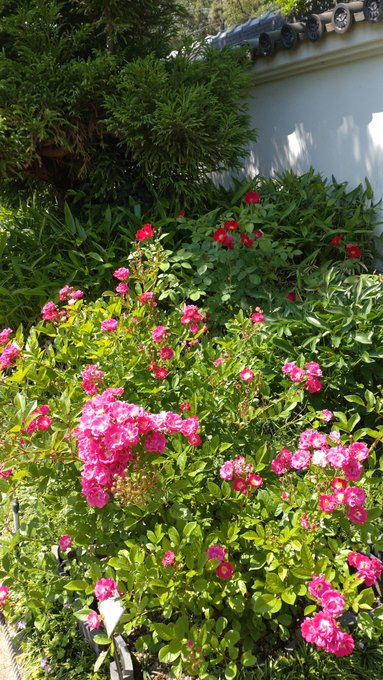 イベント 22年 浜寺公園のばら庭園が見頃 ガイドツアーとライトアップもあるよ 祈りログ 神社仏閣 御朱印 観光 映画