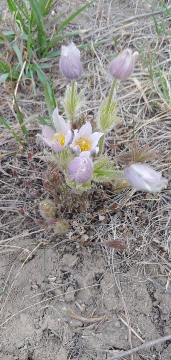 ChelseaPCross's tweet image. Forgot to send this to anyone but luckily @LeishaCBC talking crocus hunting has refreshed my memory. How lucky am I that this is at my local dog park?