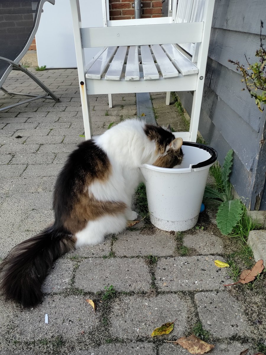 fluffy Proppy tweet media