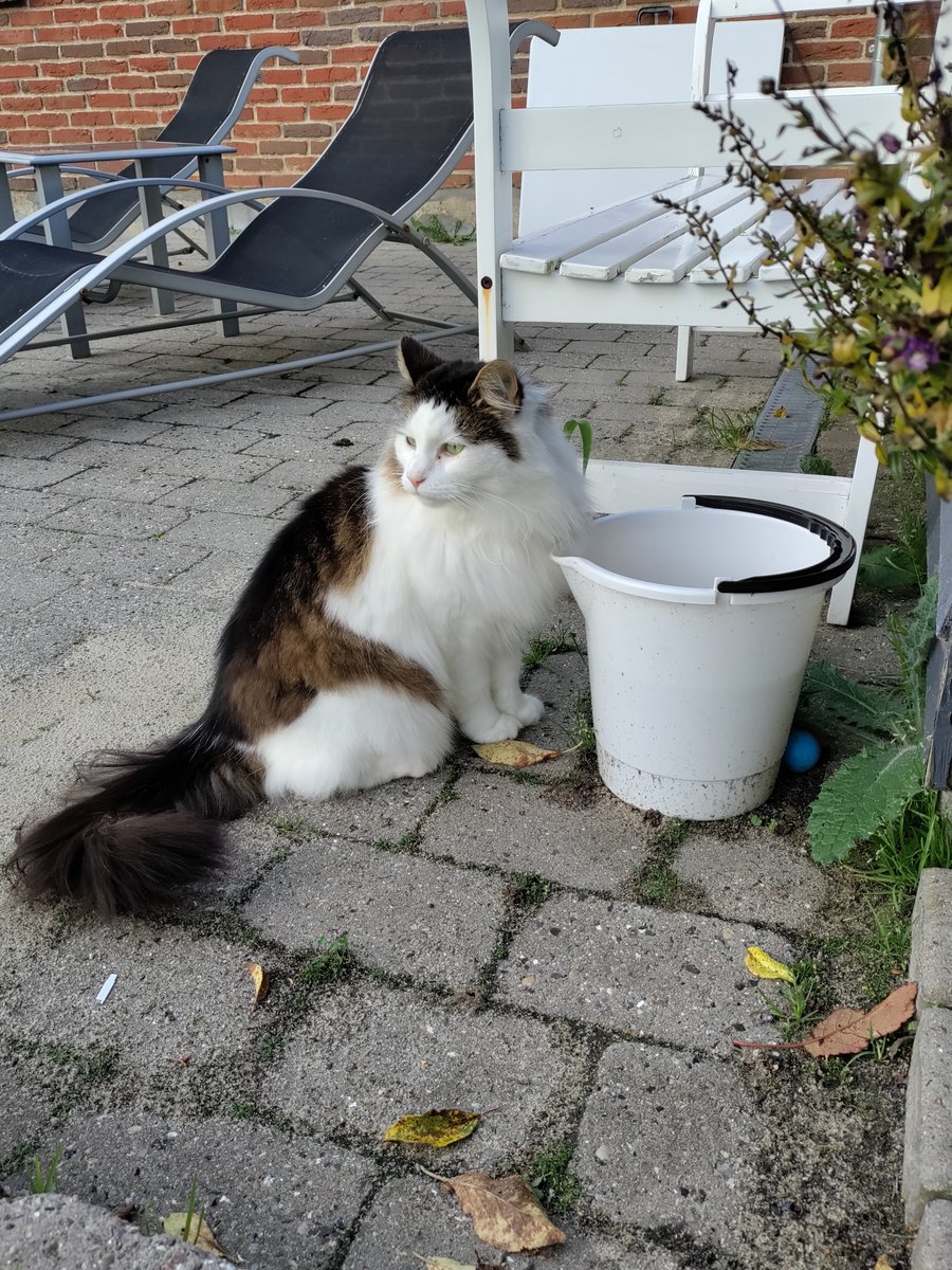 fluffy Proppy tweet media