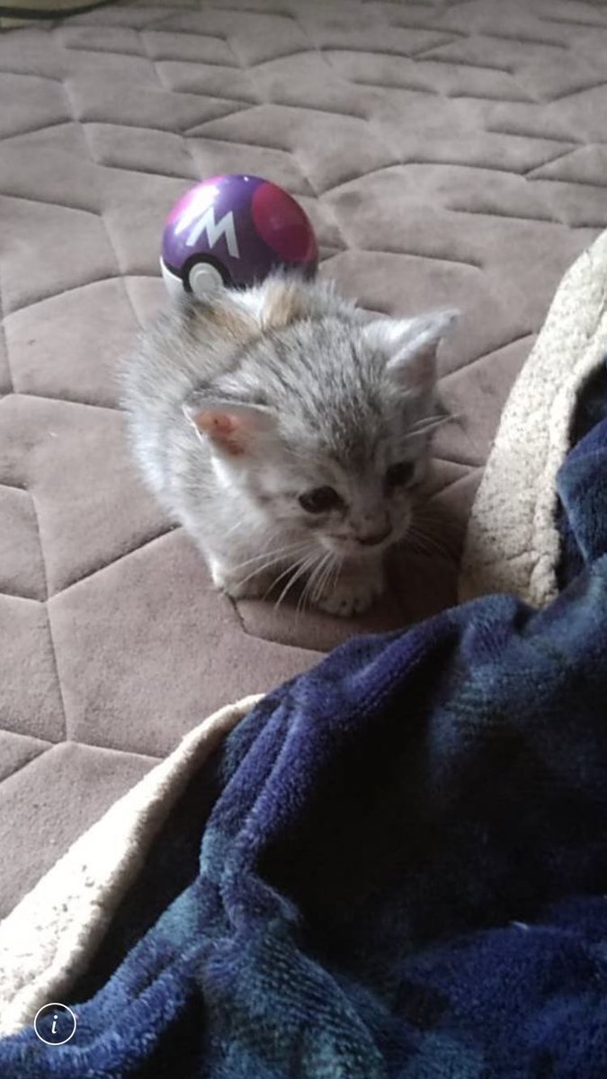 きてき 7ms3tgpt4bp9lvc Twitter