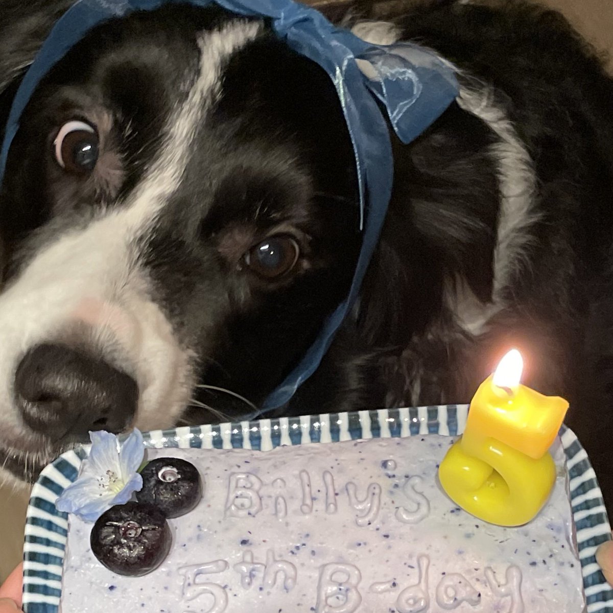 Billy_Broccoli_'s tweet photo. 귀염둥이 생일 축하해🎂 https://t.co/RxNR3cDmQ2