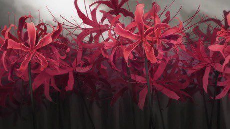 nostalgiaa's tweet photo. lycoris radiata https://t.co/opf4rLy86T