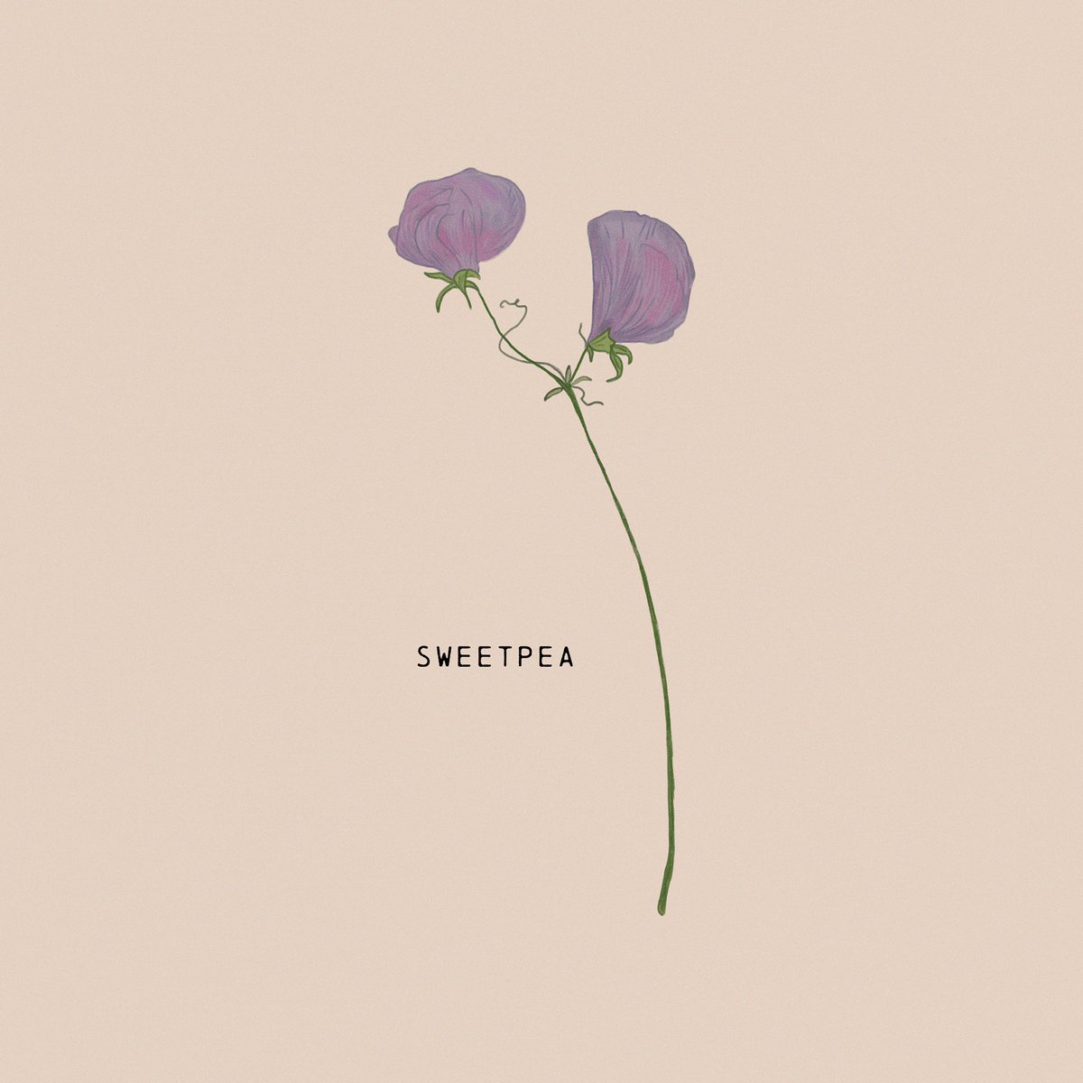 fernandfancy's tweet photo. Happy Wednesday! We’ve not got any sweetpeas flowering at the moment, so while we wait here’s a little illustration of one that I pressed last year 🌸 https://t.co/BrbDe2avGj